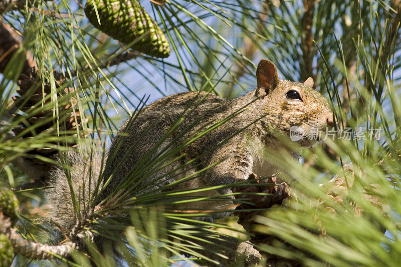 东部灰松鼠，Sciurus carolinensis